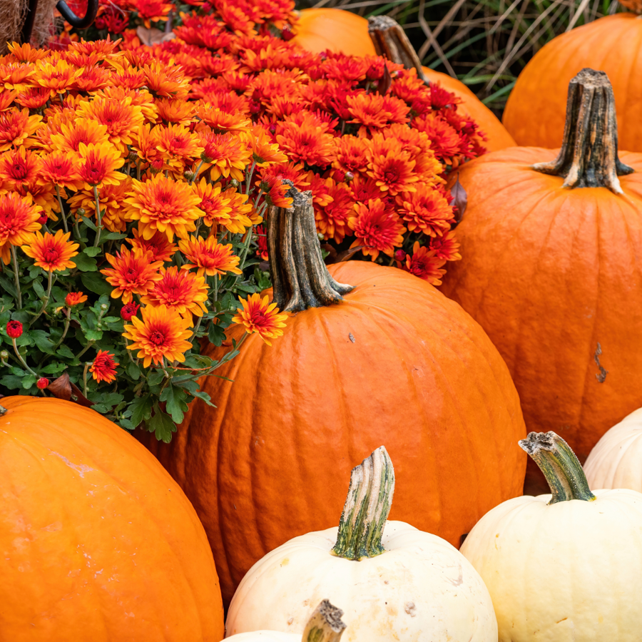 Flowers For Halloween